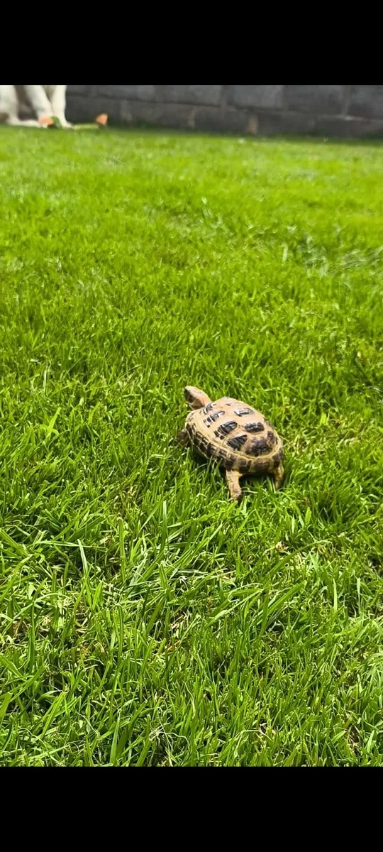 Russian tortoise and brand new tortoise table - Image 2