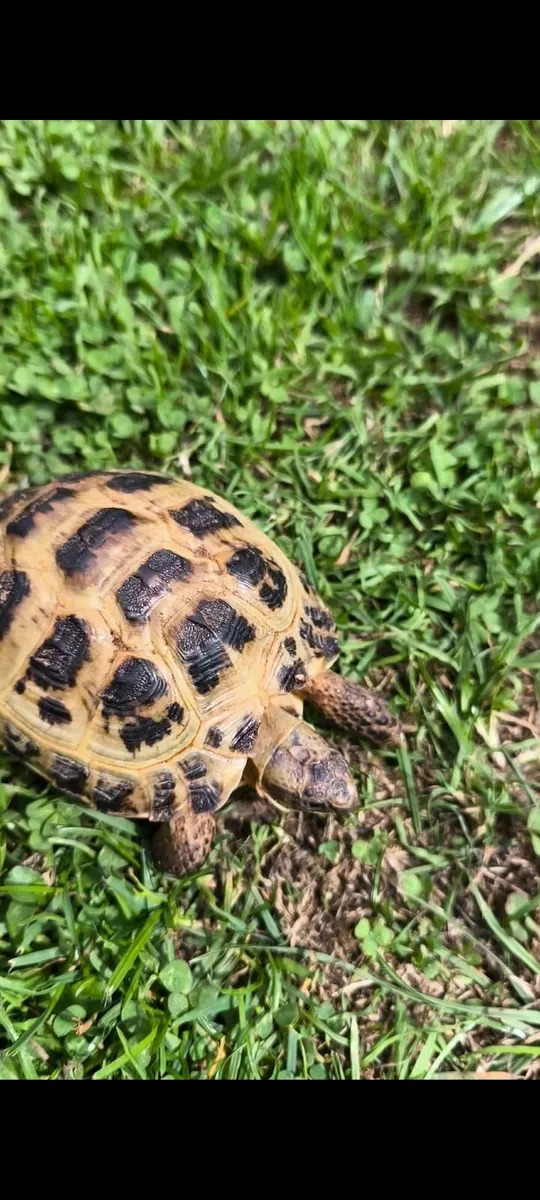 Russian tortoise and brand new tortoise table - Image 3