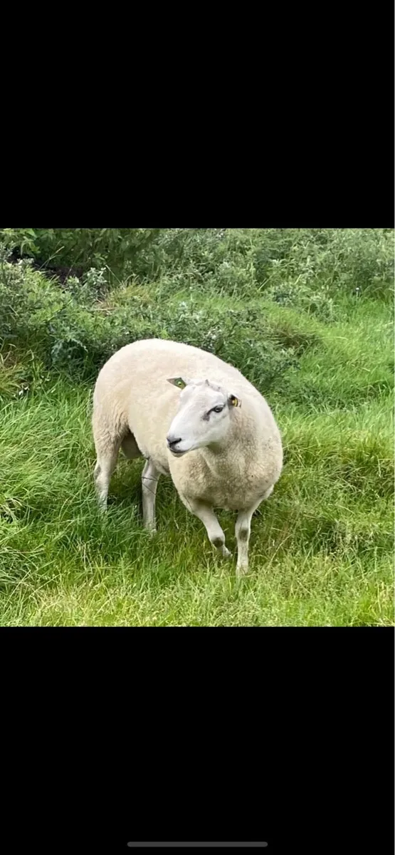 Belclare Ram SIS approved - Image 4