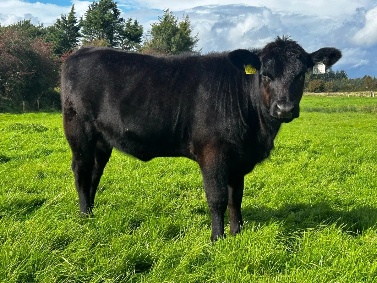 Fully Organic Angus Heifer - Image 1