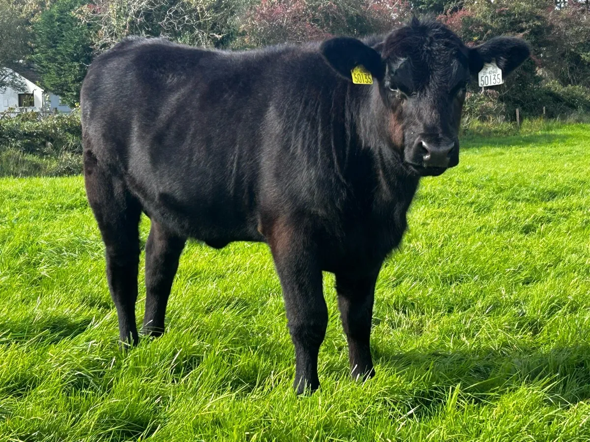 Fully Organic Angus Heifer - Image 2