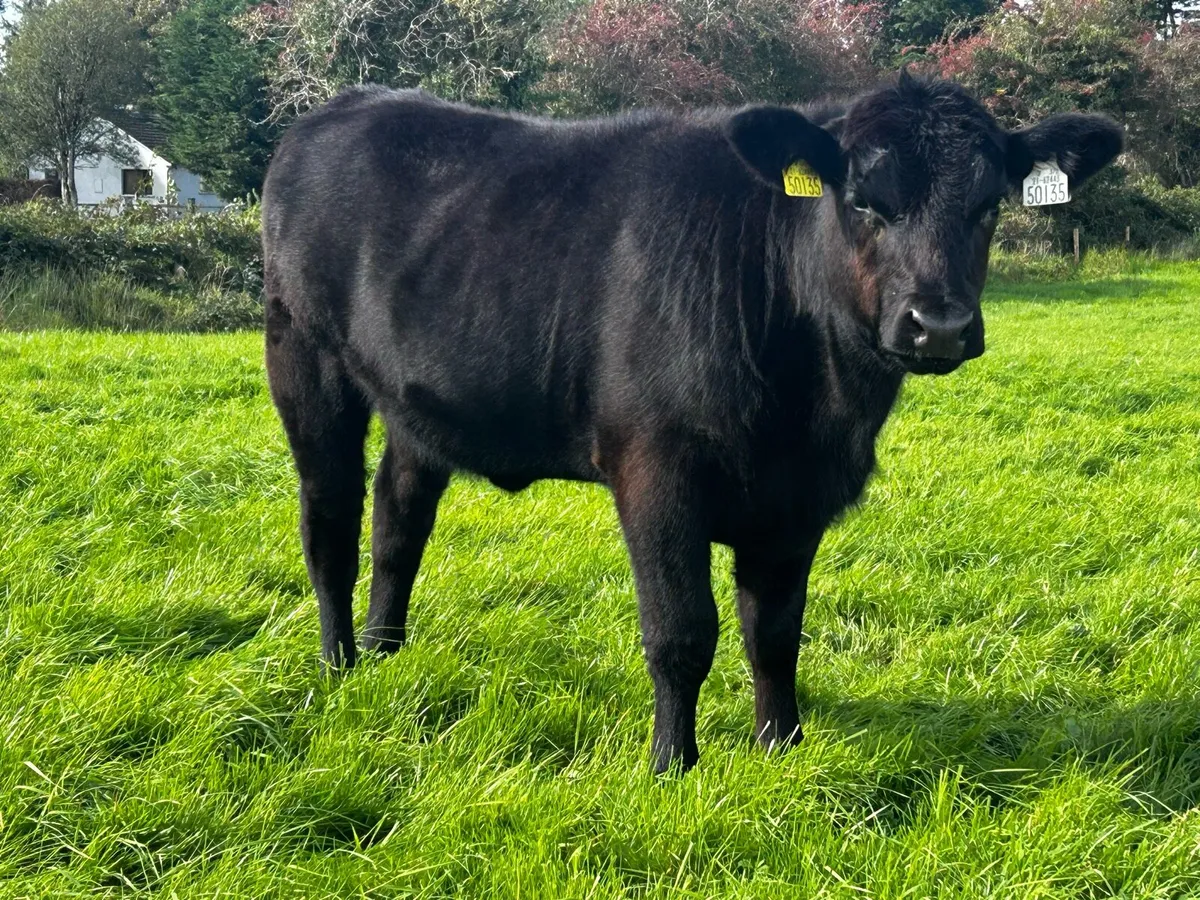 Fully Organic Angus Heifer - Image 3