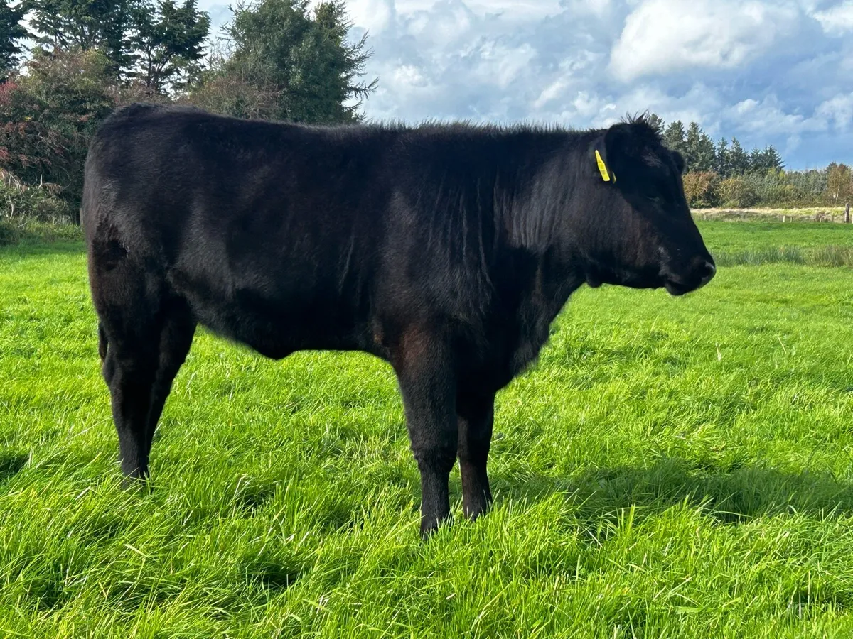 Fully Organic Angus Heifer - Image 4