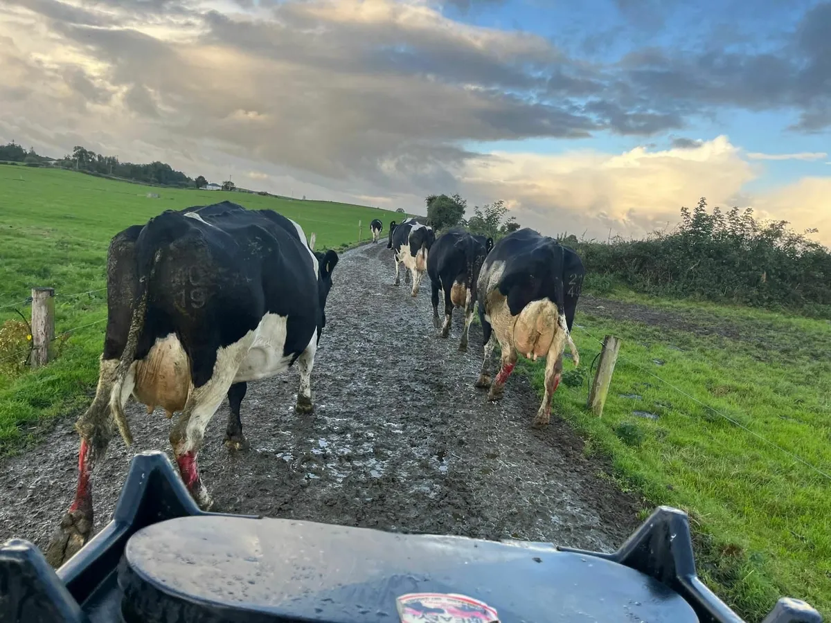12 cows for sale - Image 1
