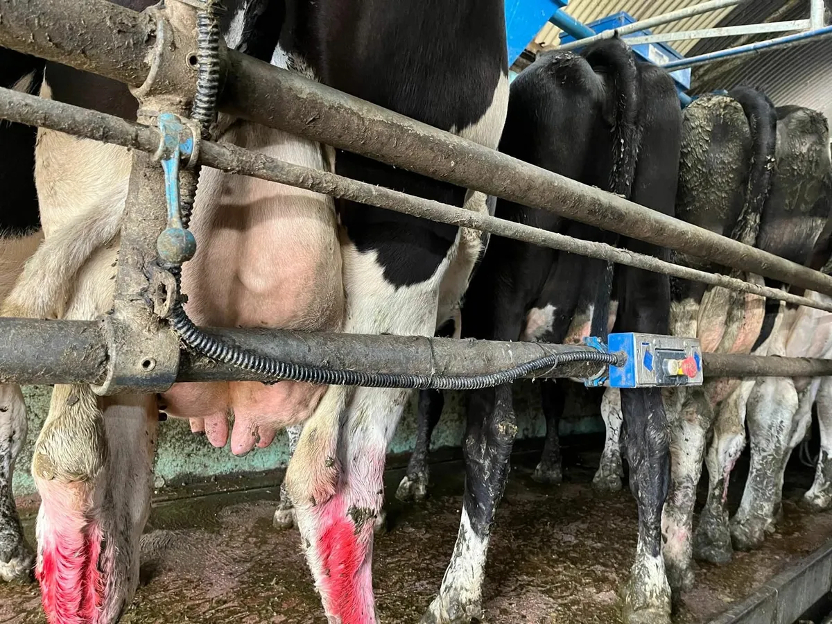 12 cows for sale - Image 2
