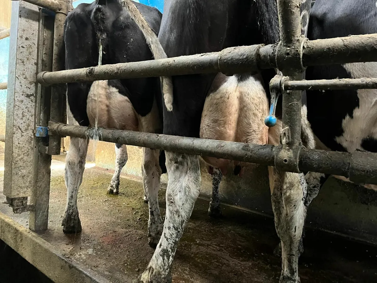 12 cows for sale - Image 3