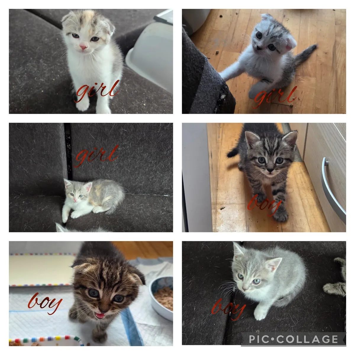 Kittens - Image 1