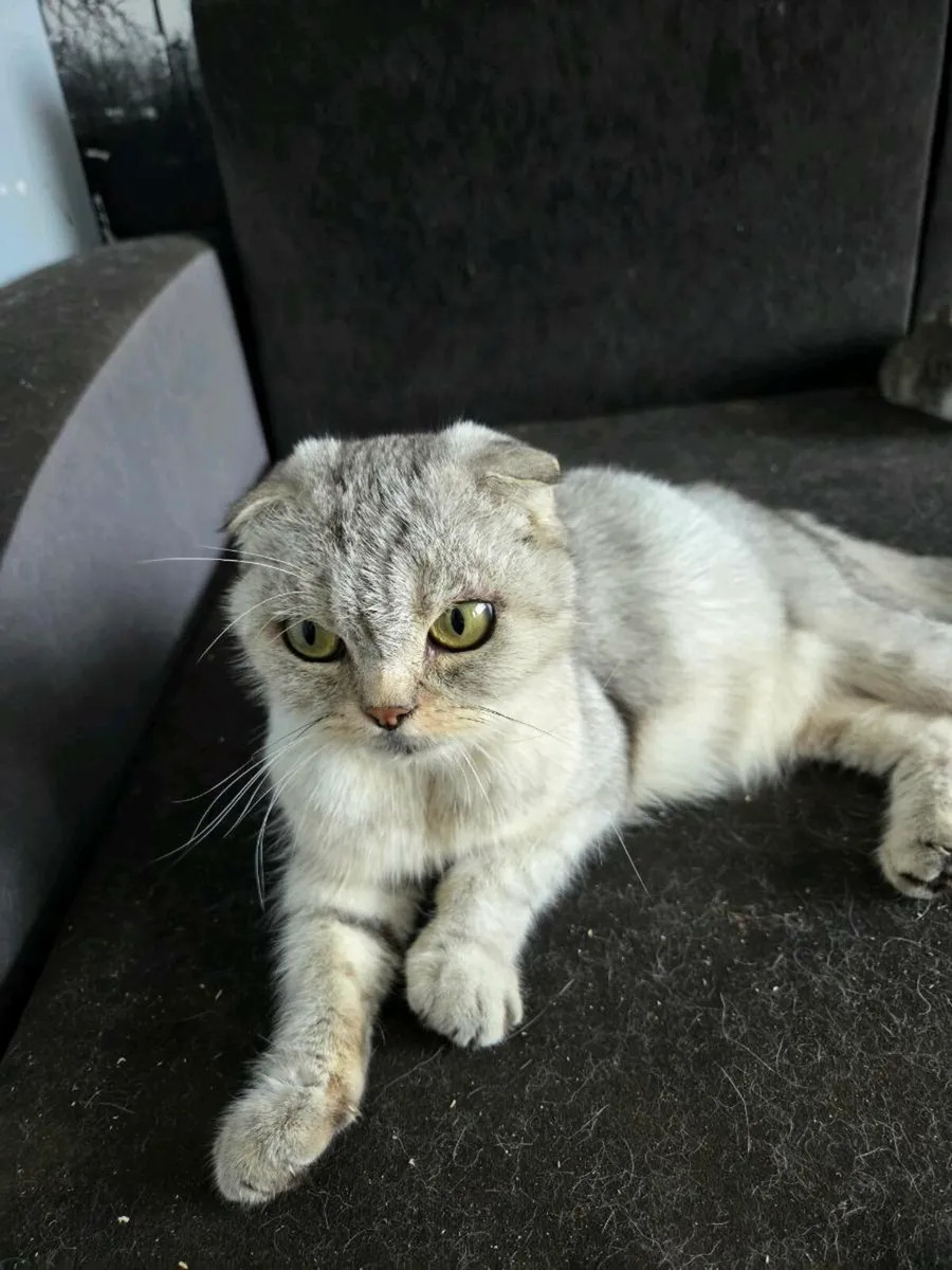 Kittens - Image 2