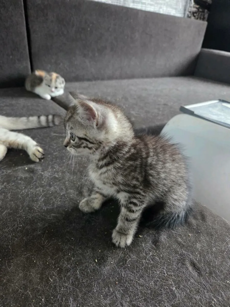 Kittens - Image 3