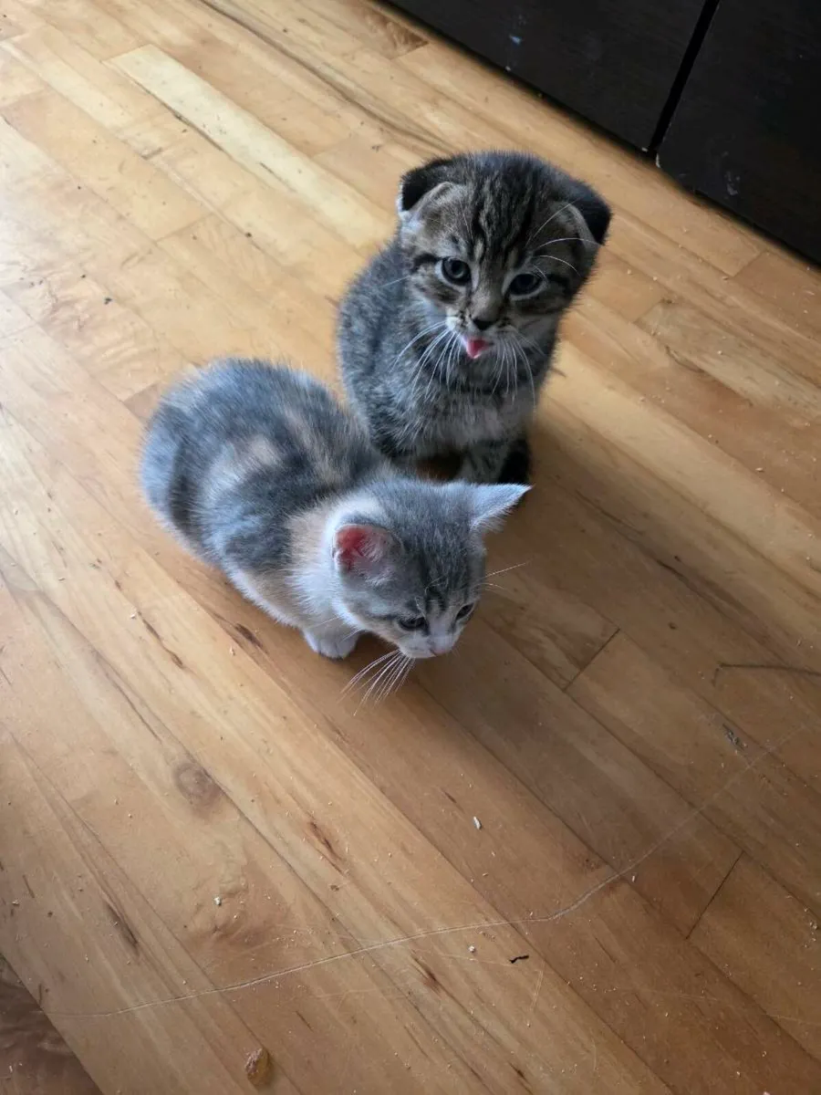 Kittens - Image 4
