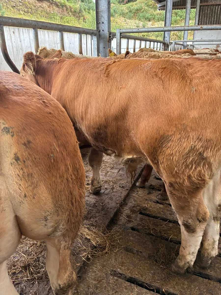 30 SUPER QUALITY LIM/CH BULL WEANLINGS 300-350KG - Image 4