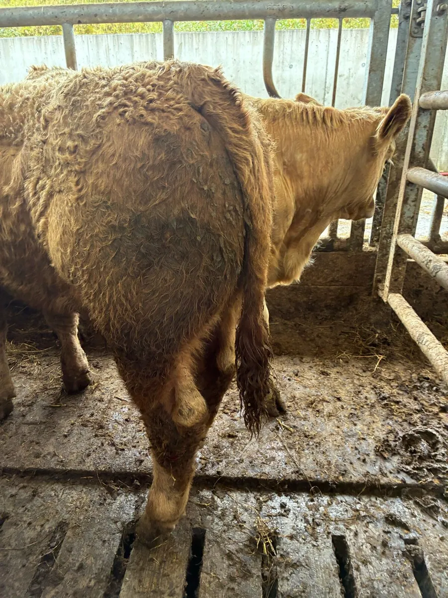 12 TOP QUALITY CH BULL WEANLINGS 380KG - Image 3