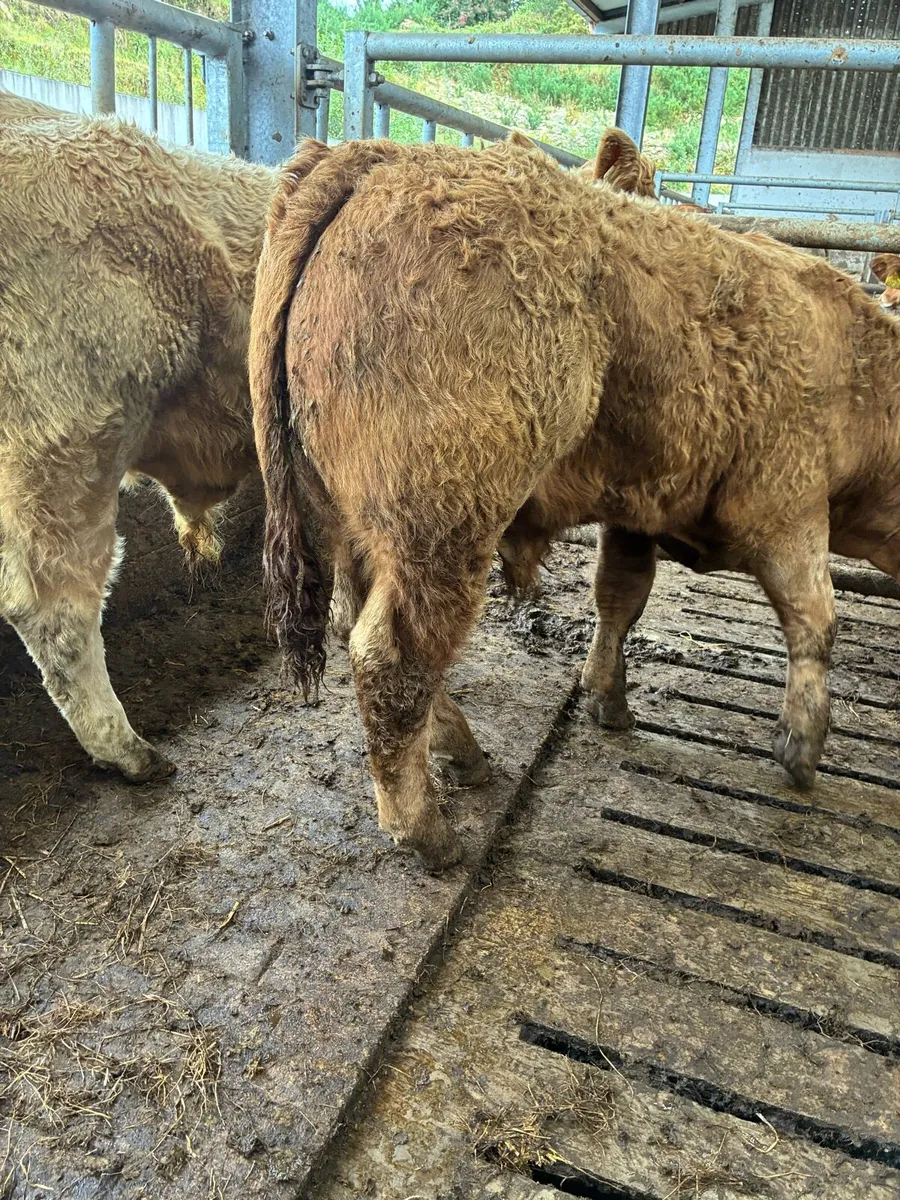 12 TOP QUALITY CH BULL WEANLINGS 380KG - Image 4