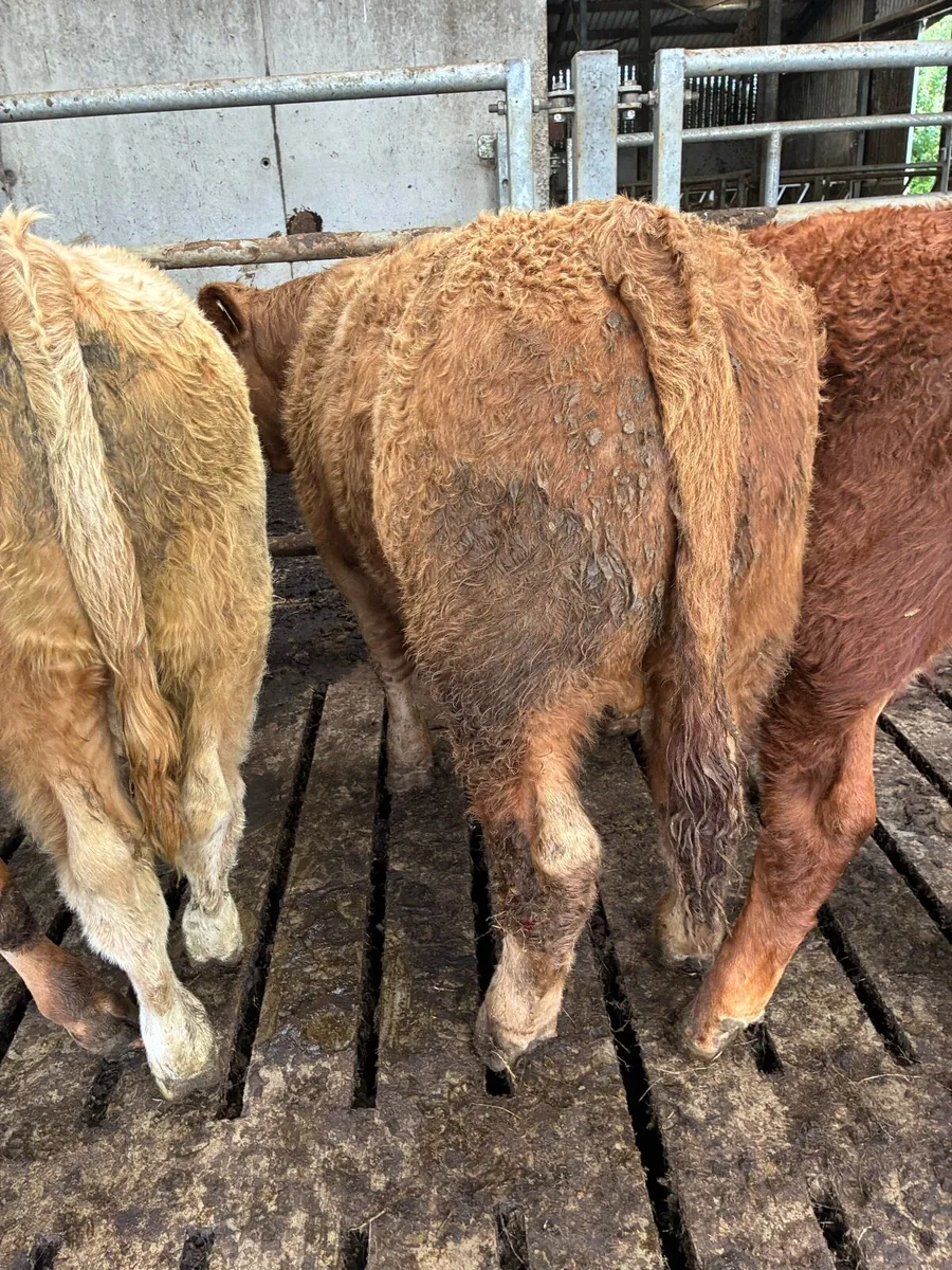 30 SUPER QUALITY LIM/CH BULL WEANLINGS 300-350KG - Image 2