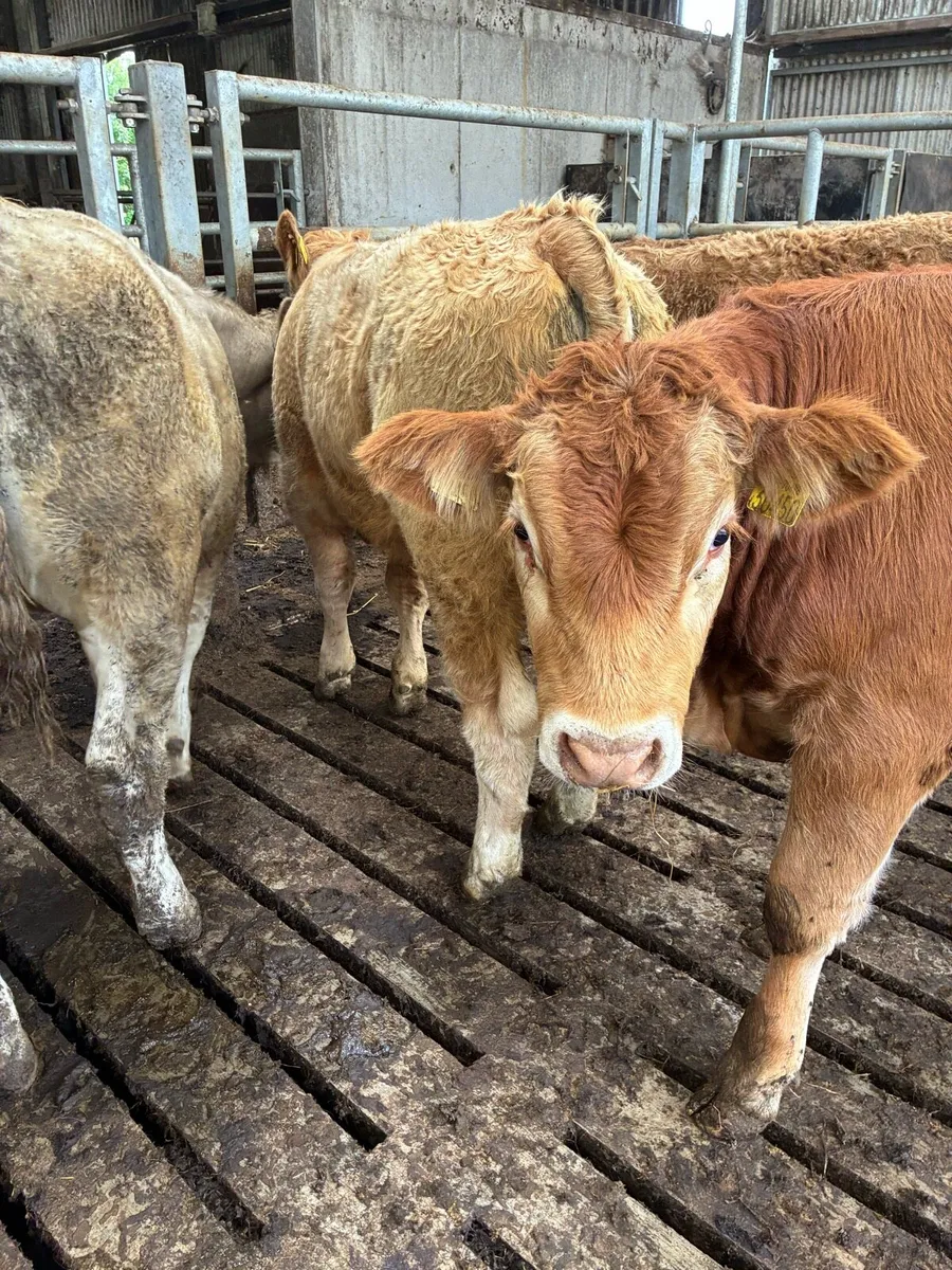 30 SUPER QUALITY LIM/CH BULL WEANLINGS 300-350KG - Image 1
