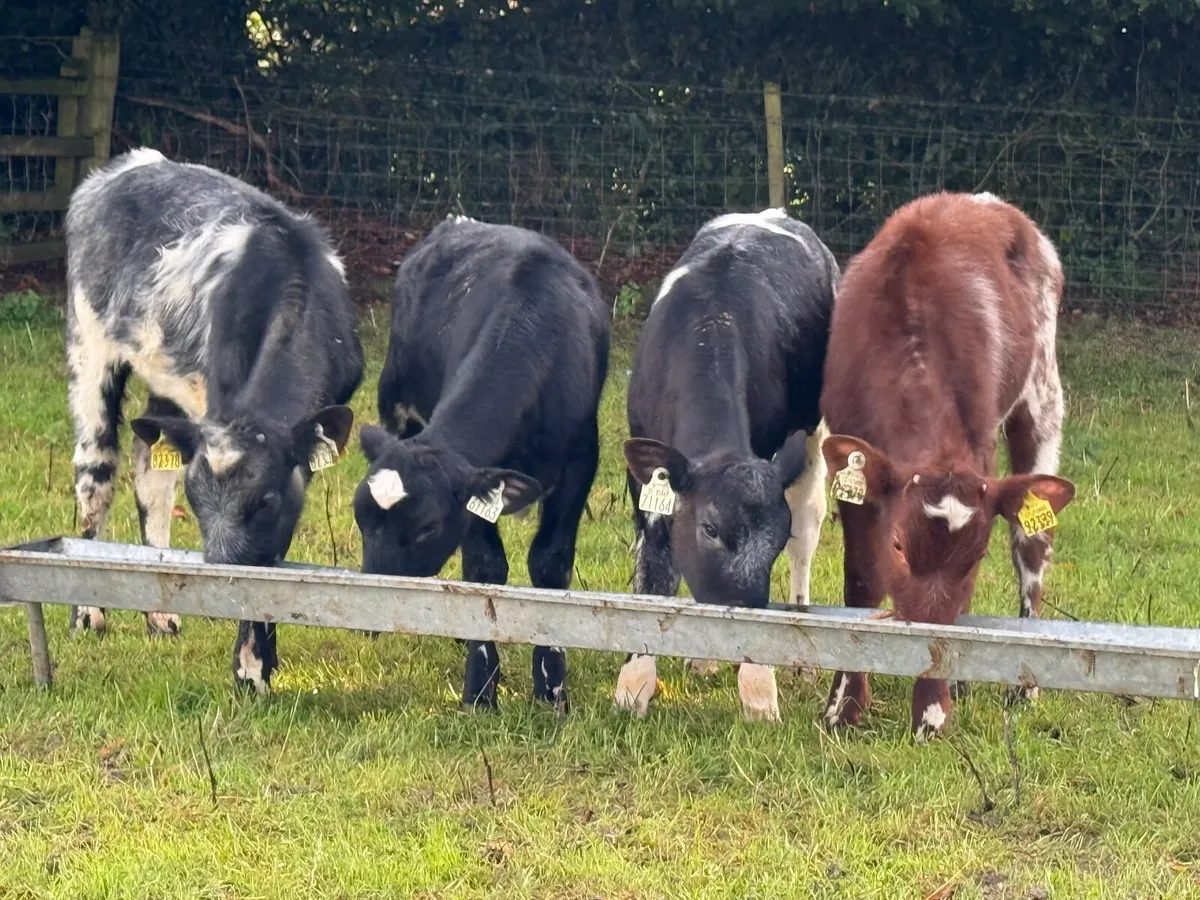 4 Shorthorn Heifer Weanlings - Image 1