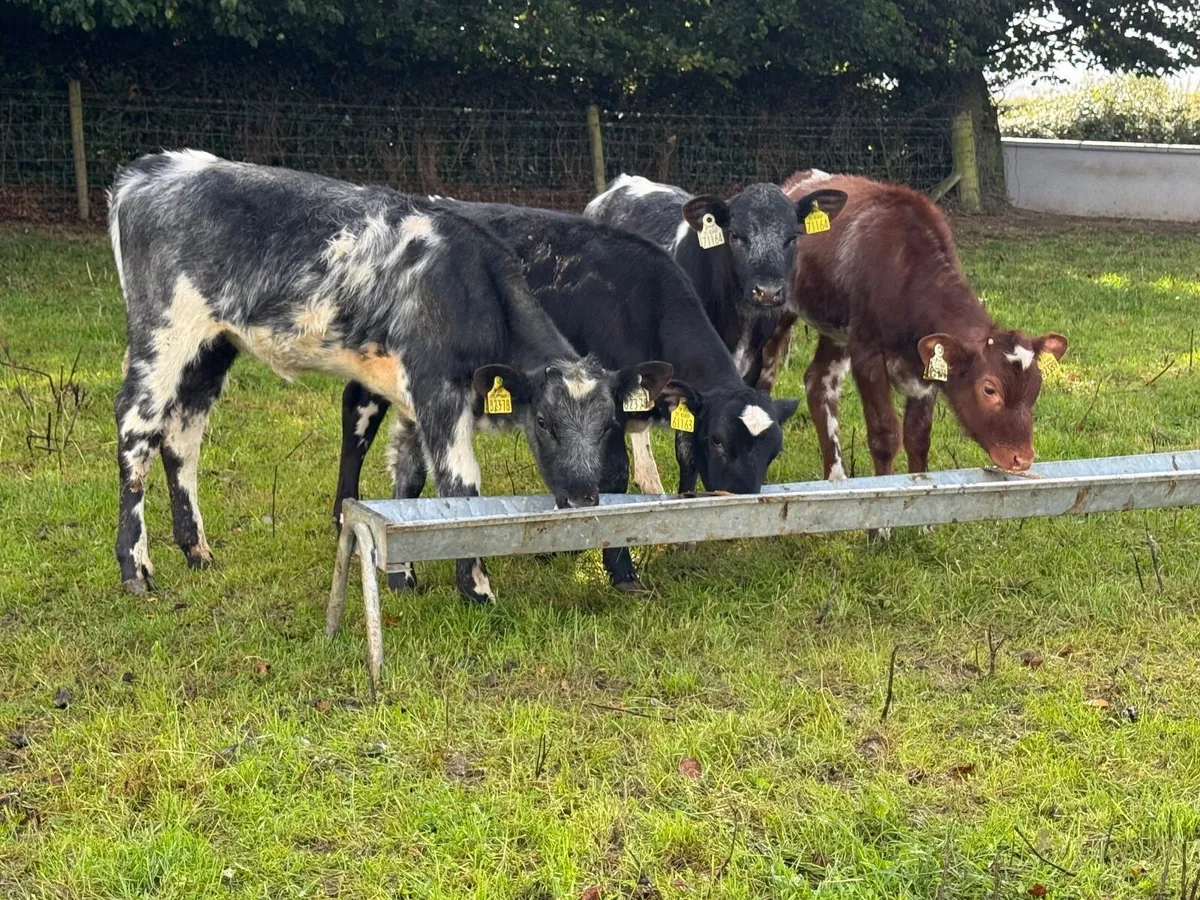 4 Shorthorn Heifer Weanlings - Image 2