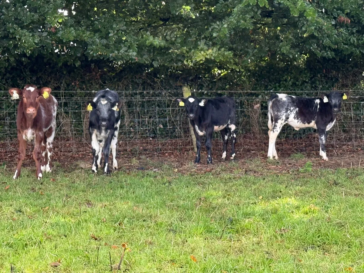 4 Shorthorn Heifer Weanlings - Image 4