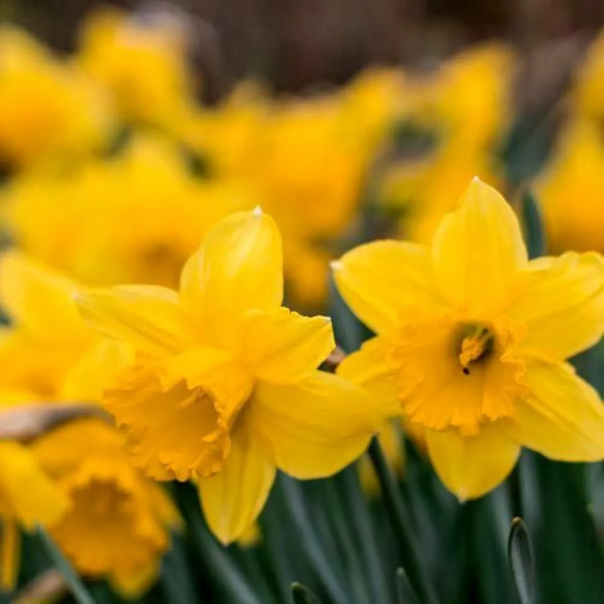 Narcissus Gigantic Star 25KG - Image 1