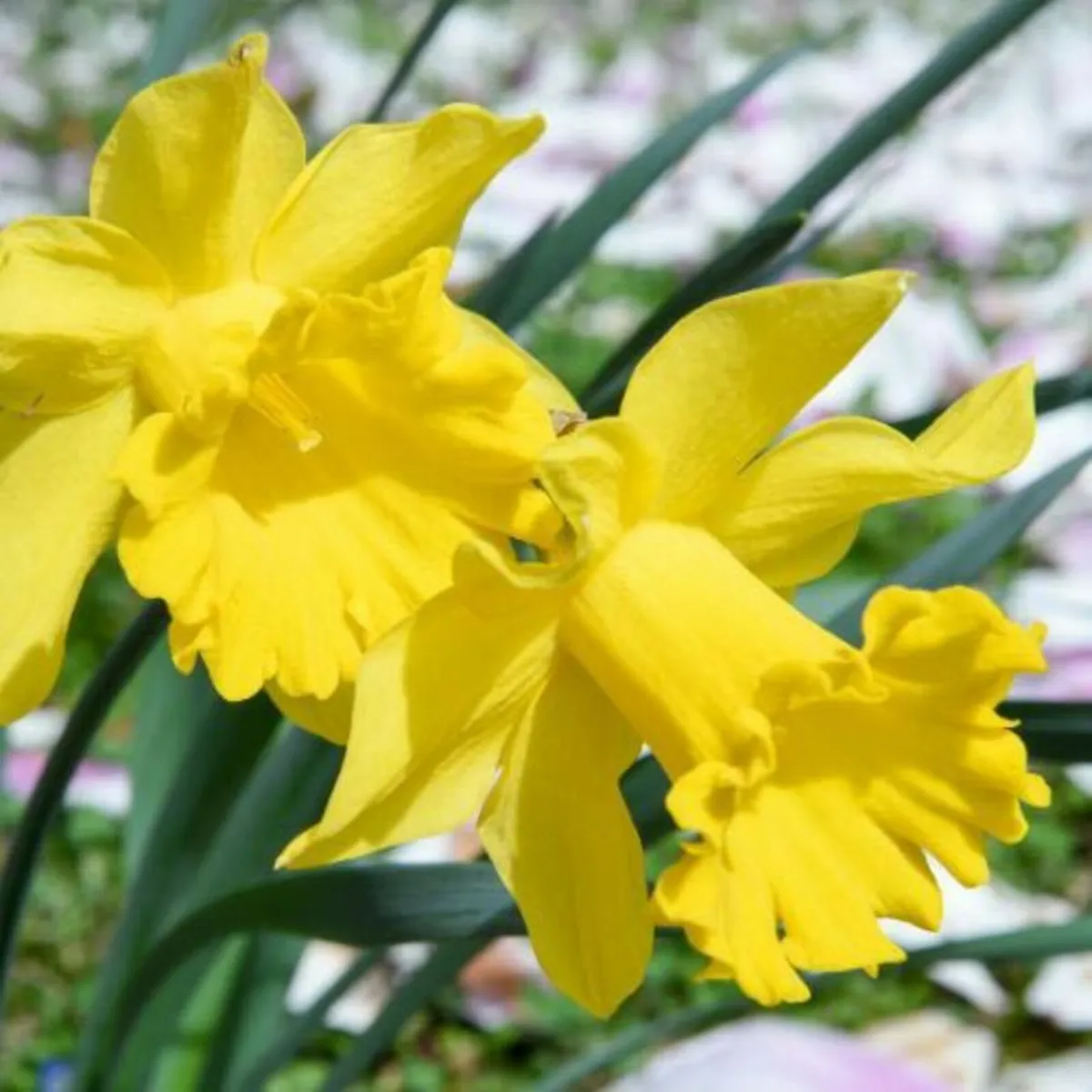 Narcissus Gigantic Star 25KG - Image 2
