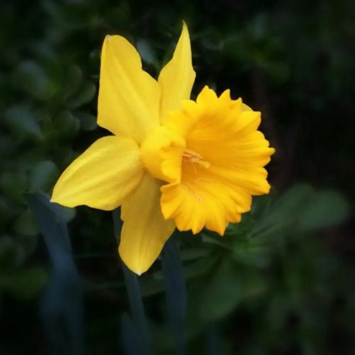 Narcissus Gigantic Star 25KG - Image 3