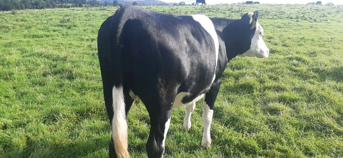 1 Hereford/ friesan  in Calf  heifer - Image 1