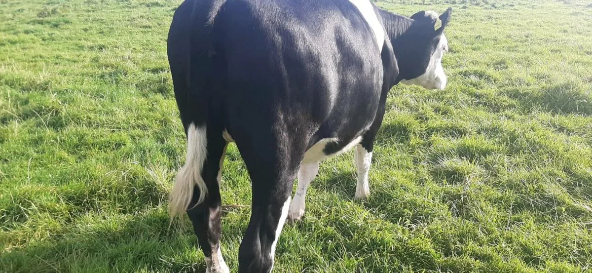 1 Hereford/ friesan  in Calf  heifer - Image 2