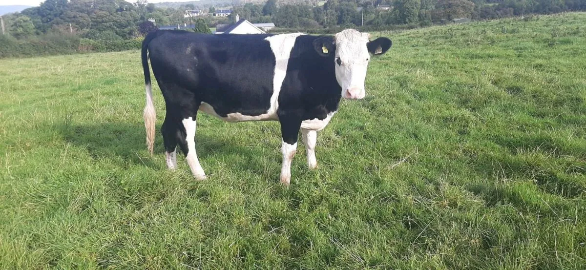 1 Hereford/ friesan  in Calf  heifer - Image 3