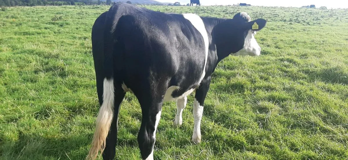 1 Hereford/ friesan  in Calf  heifer - Image 4