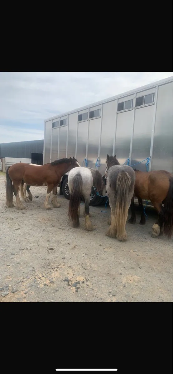Horses&Ponies - Image 3