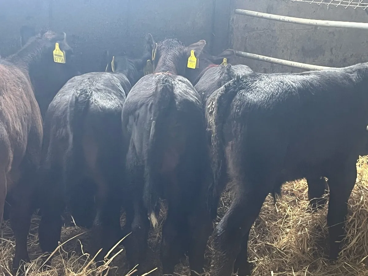 SUPER ANGUS CALVES - Image 1