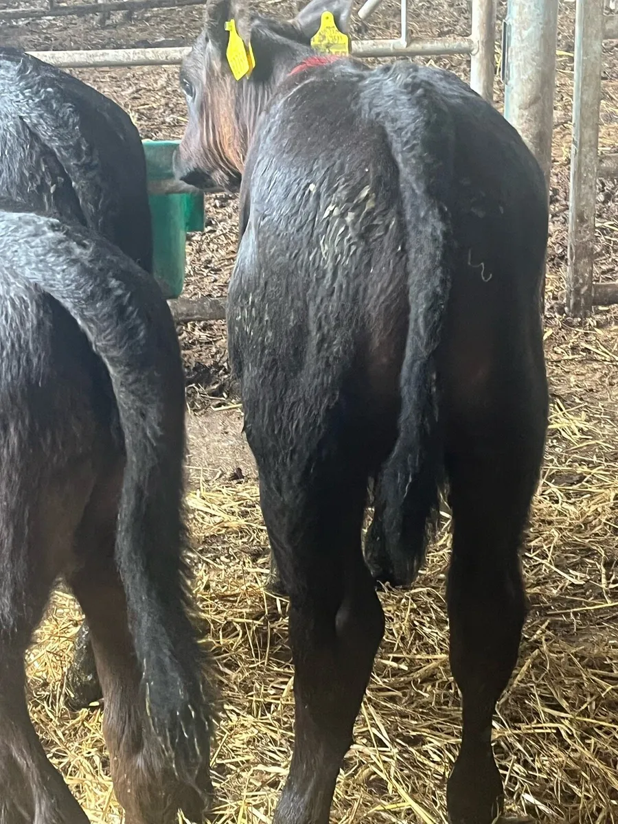 SUPER ANGUS CALVES - Image 3