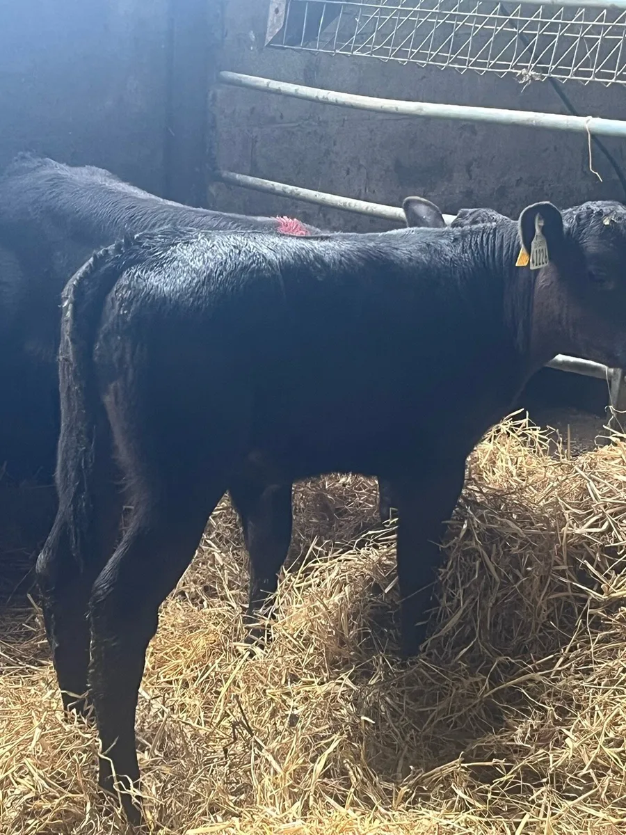 SUPER ANGUS CALVES - Image 4