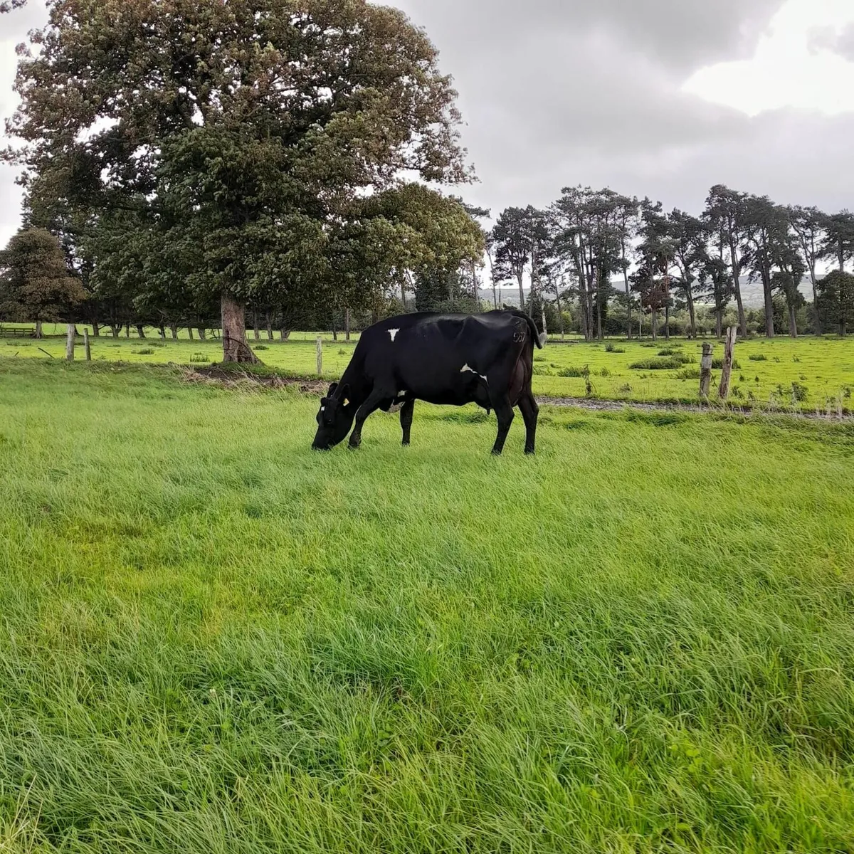 Milking Cows - Image 1