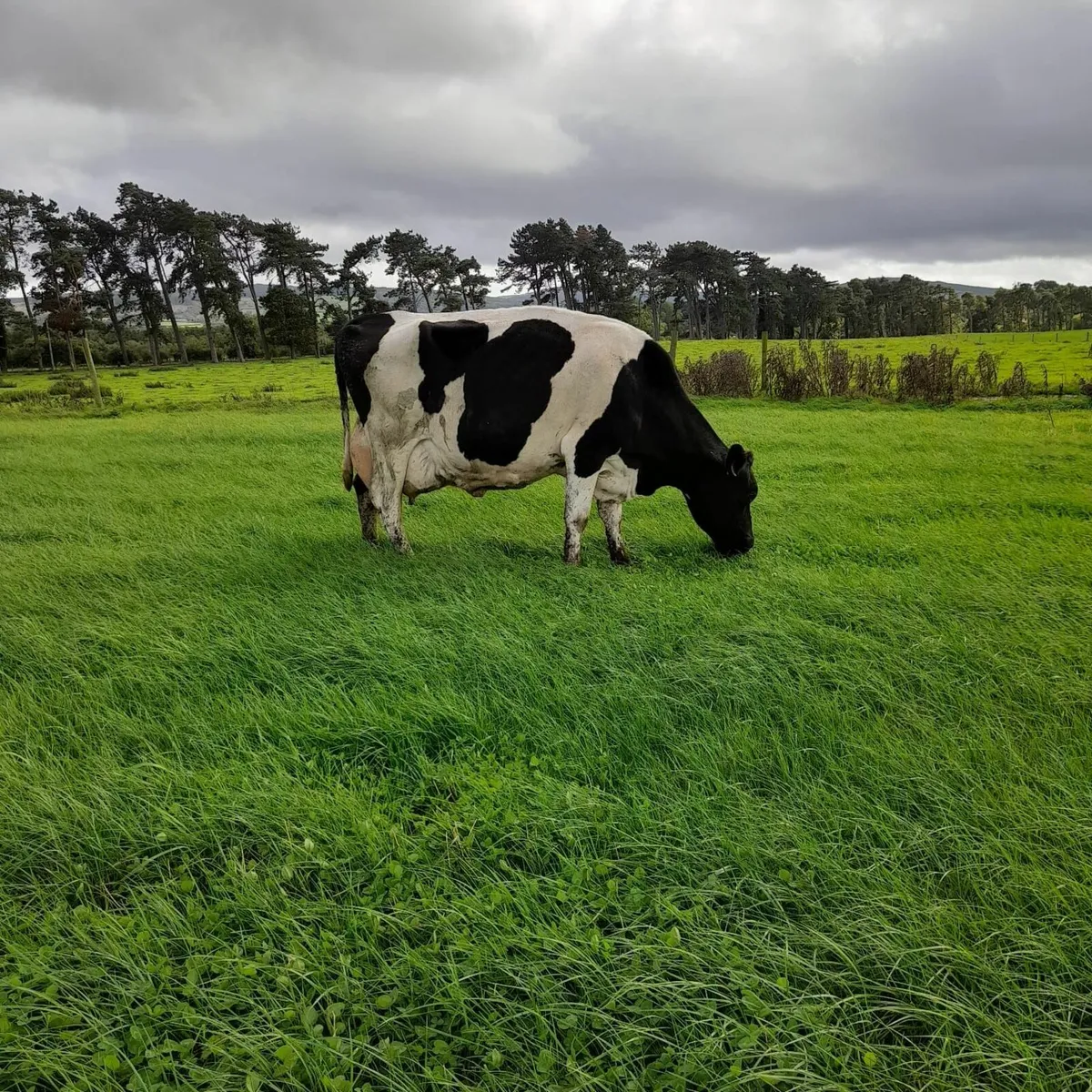 Milking Cows - Image 2