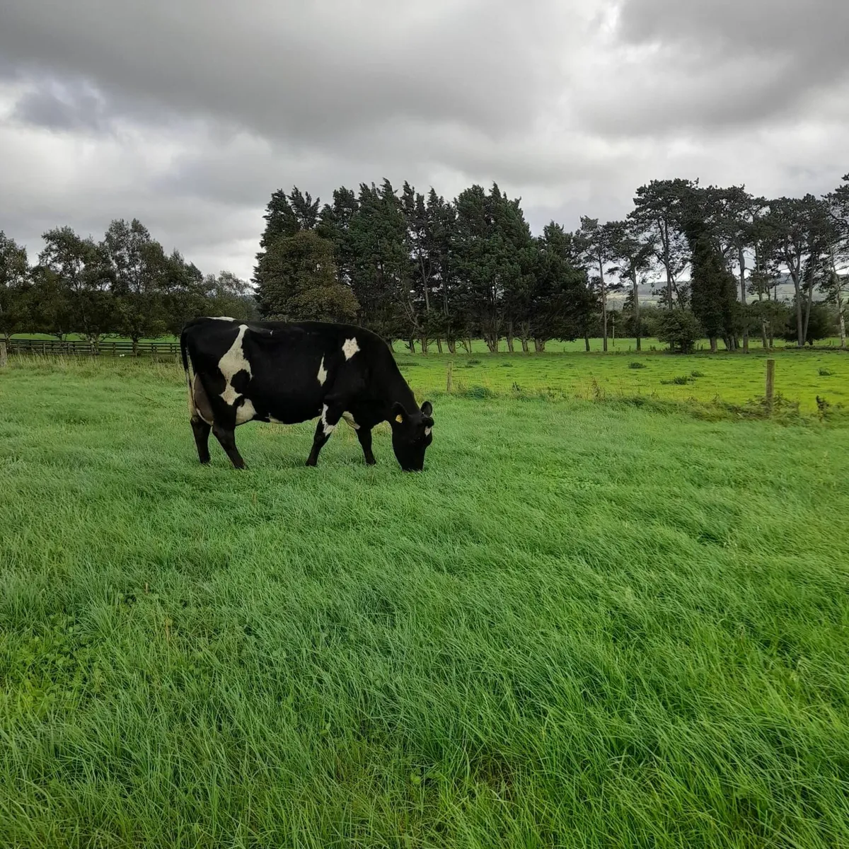 Milking Cows - Image 3