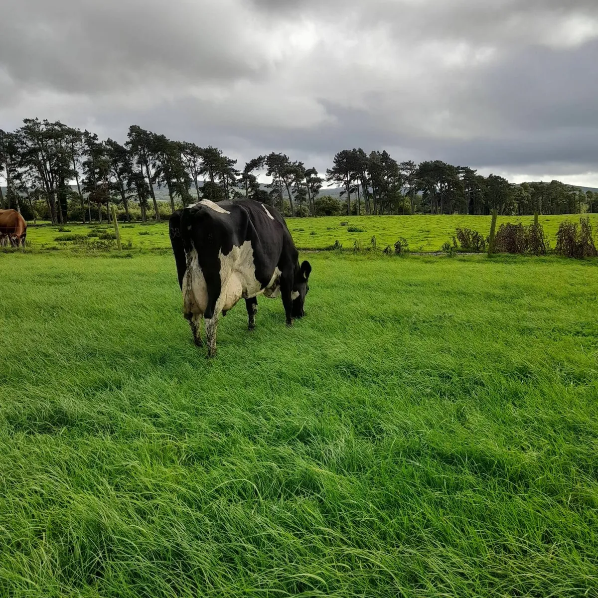 Milking Cows - Image 4
