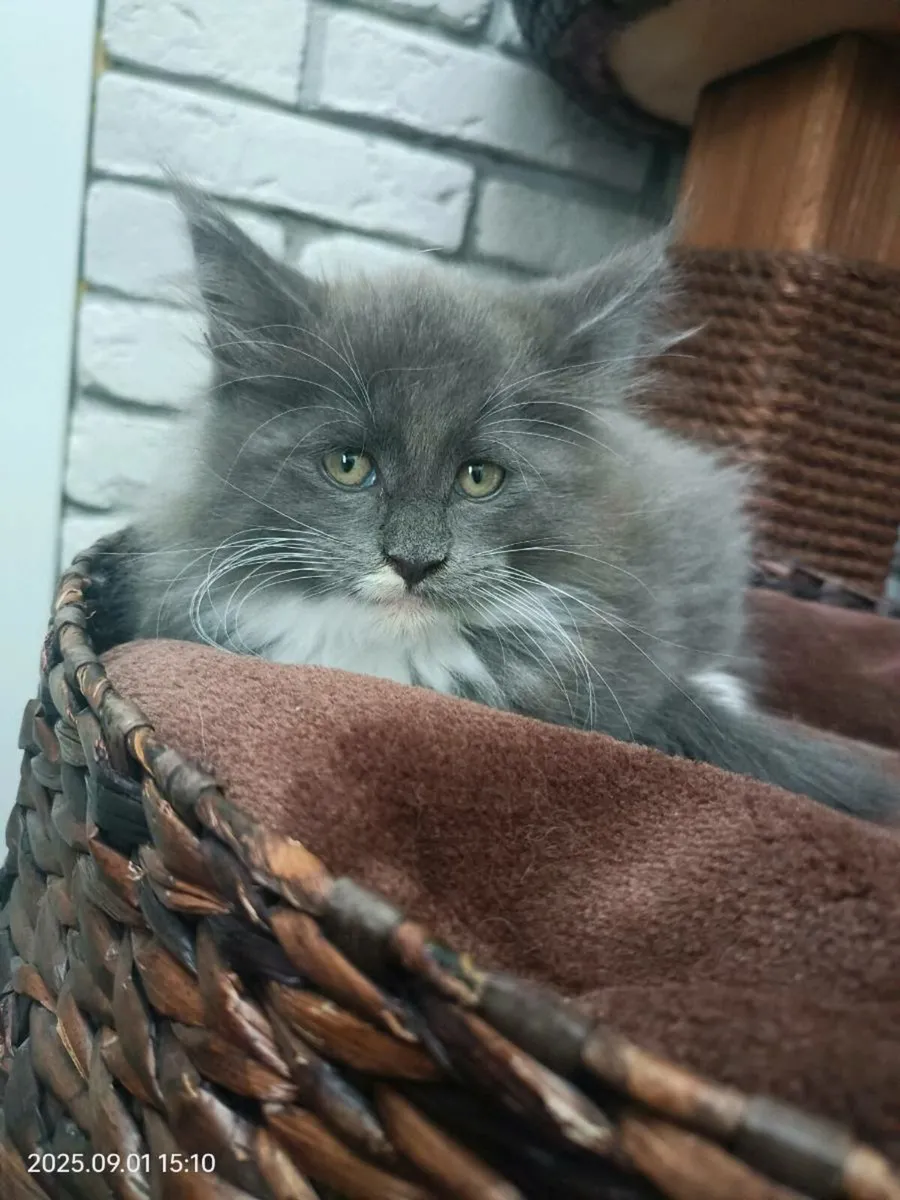 Registered Maine Coon Kittens - Image 2