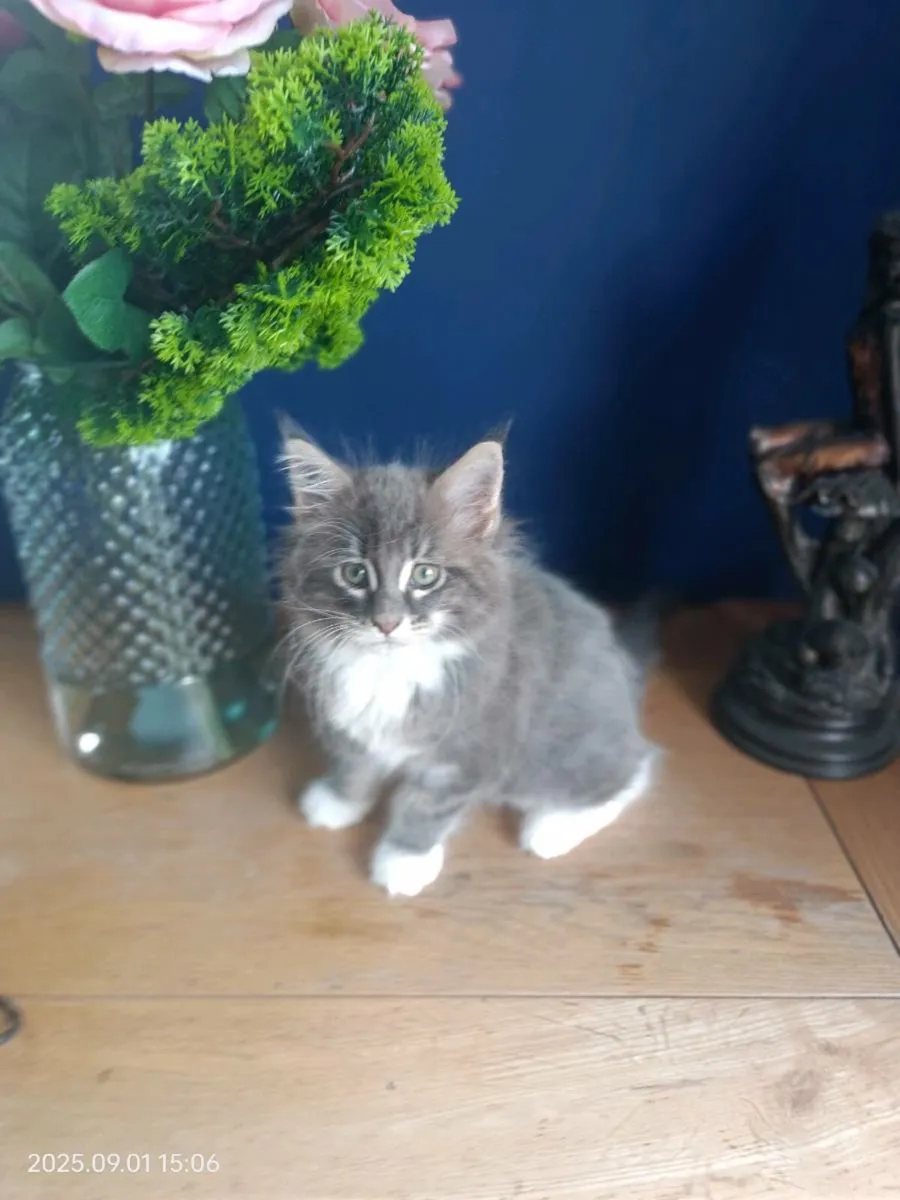 Registered Maine Coon Kittens - Image 3
