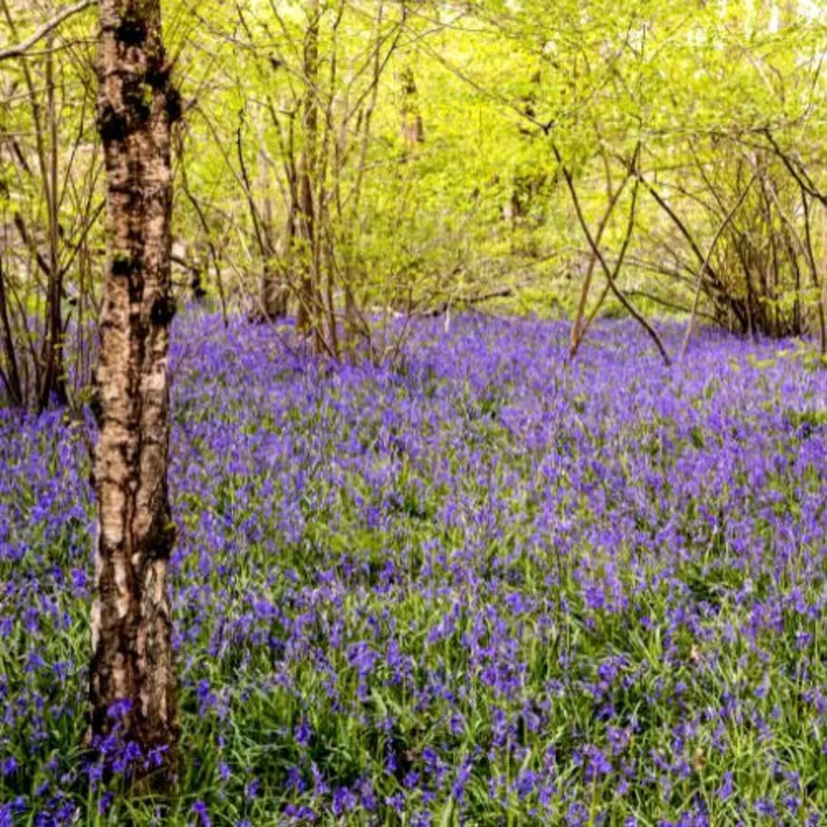 1,000 English Bluebells - Image 2