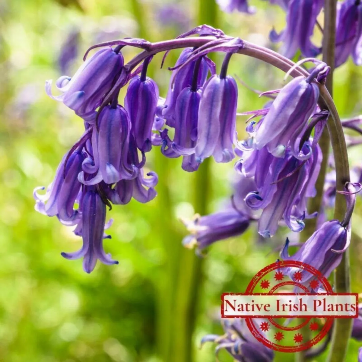 1,000 English Bluebells - Image 4