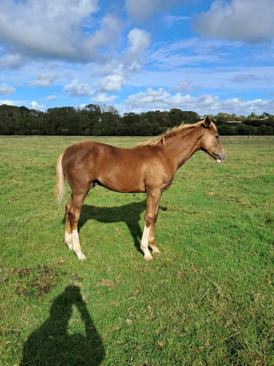 Foal - Image 2