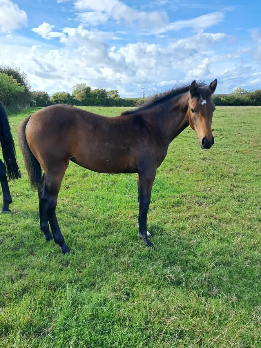 Foal - Image 3