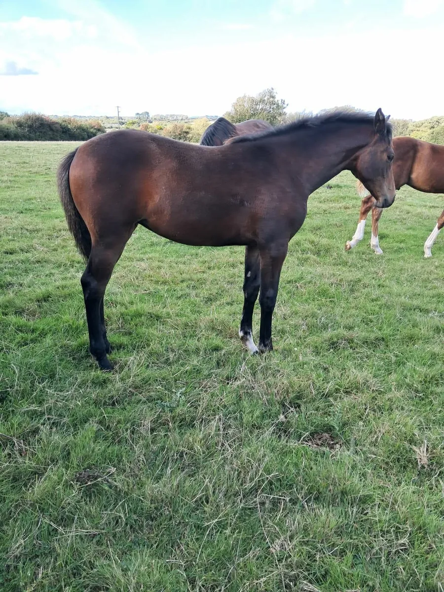 Foal - Image 4