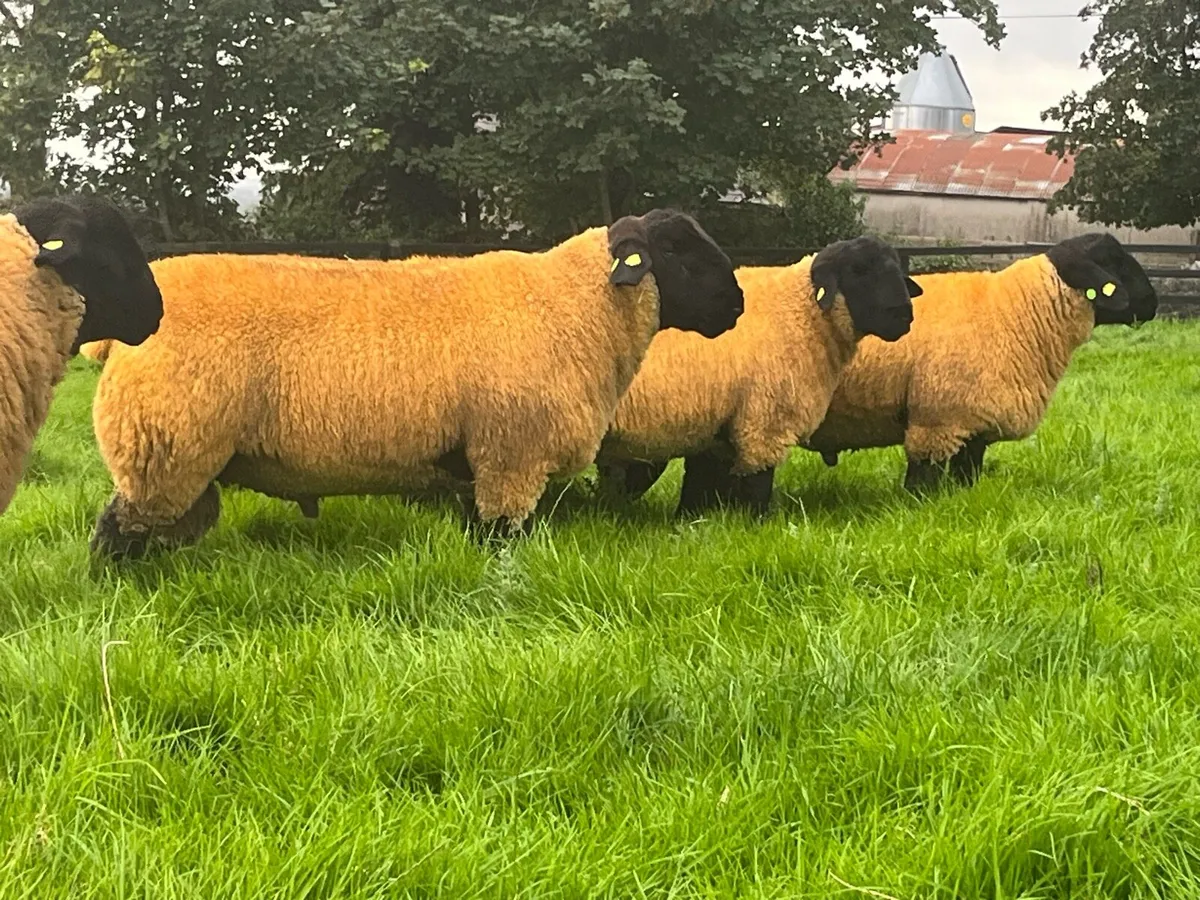Suffolk Rams Shearlings & Lambs - Image 4