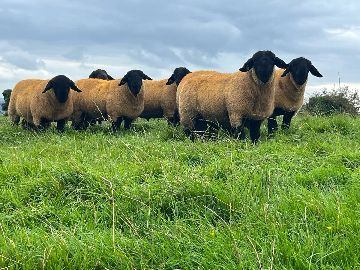 Suffolk Rams Shearlings & Lambs - Image 1