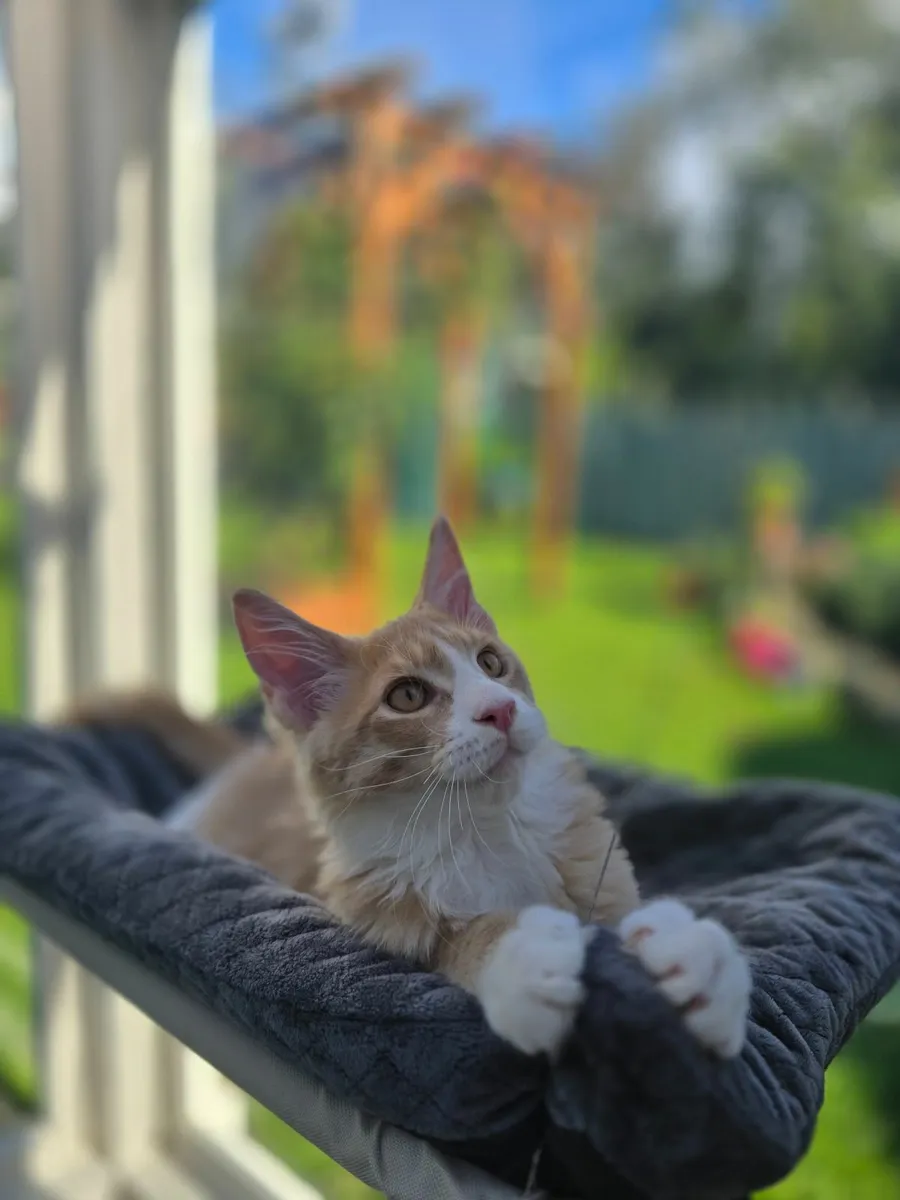 Pure breed Maine coon kittens - Image 2
