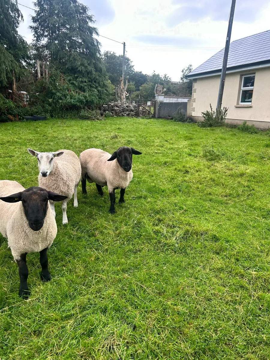Suffolk Hogget and 4 year old ram. - Image 2