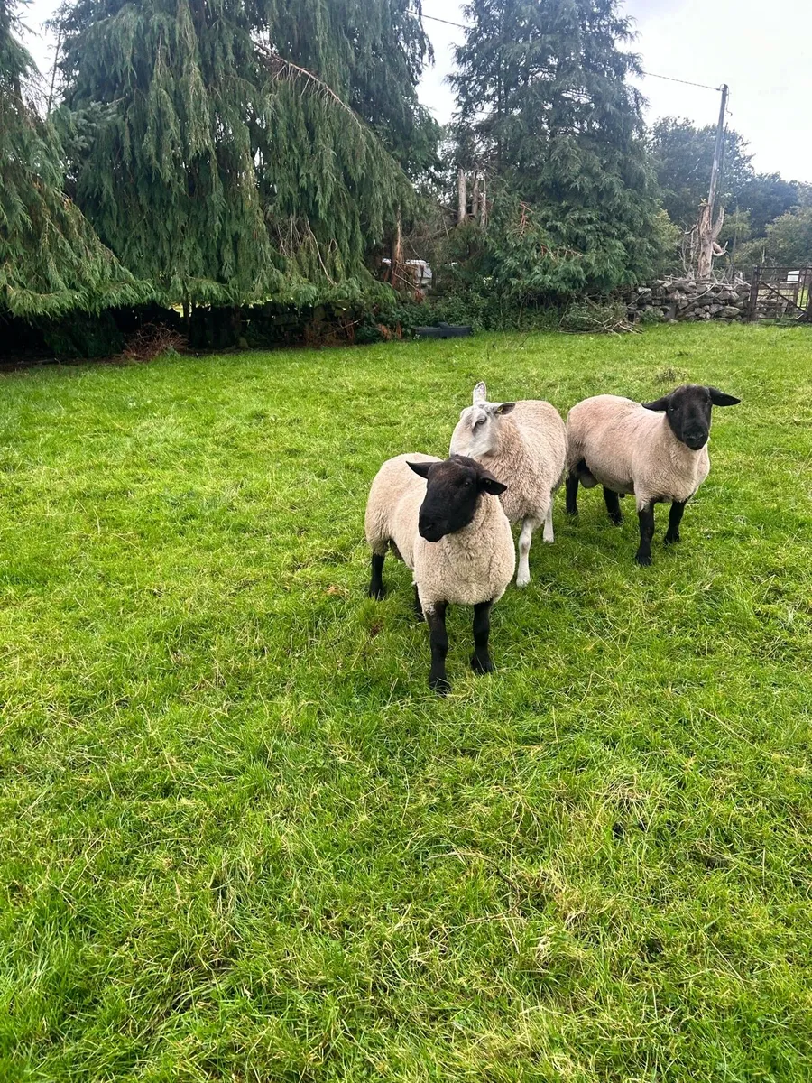 Suffolk Hogget and 4 year old ram. - Image 3
