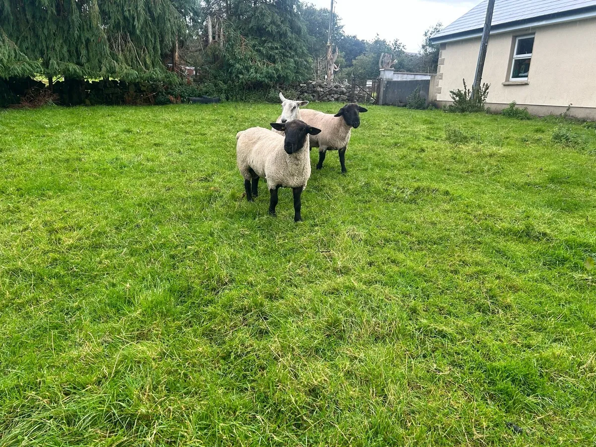 Suffolk Hogget and 4 year old ram. - Image 4